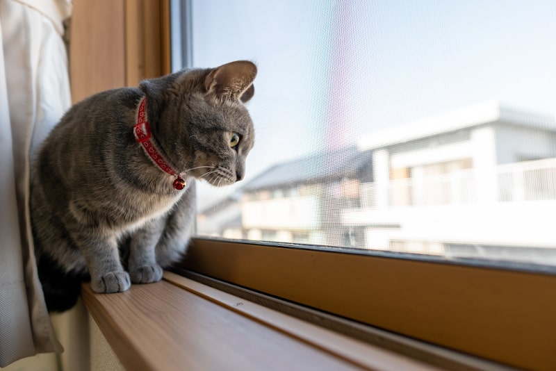 Curious cat looking out a partially opened window with a window restrictor